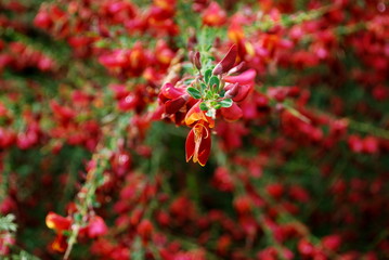 Edelginster Burkwoodii