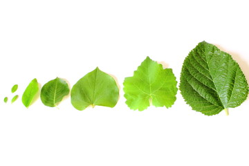 Fototapeta premium Different Leaves Lined Up