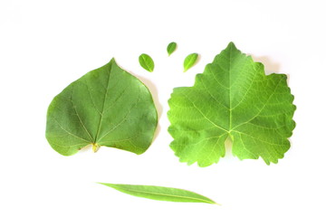 Different Tree Leaves