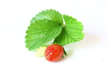 Strawberry Plant with Fruit