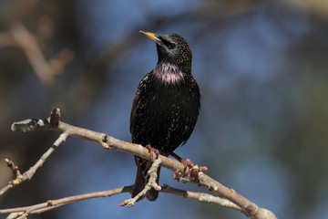 Starling On Stump