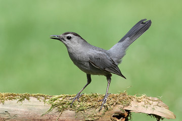 Gray Catbird (Dumetella carolinensis)