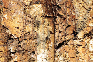 scene tree bark texture