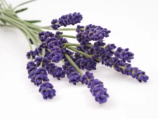 Keuken foto achterwand Lavendel lavendel