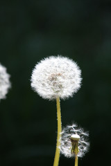 Obraz premium dandelion