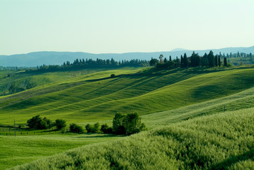 Fototapeta na wymiar Beautiful Meadow in Toscana, Italy