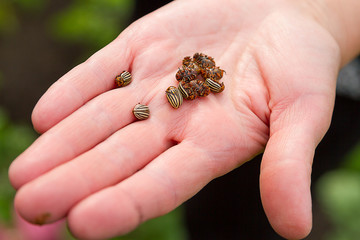 Colorado beetles on palms