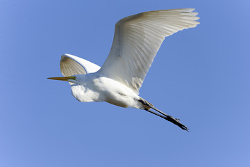 ardea alba, great egret
