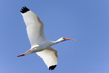 american white ibis, eudocimus albus - obrazy, fototapety, plakaty