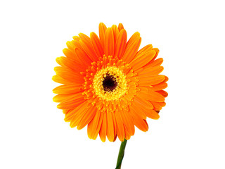 Orange gerber isolated on white background