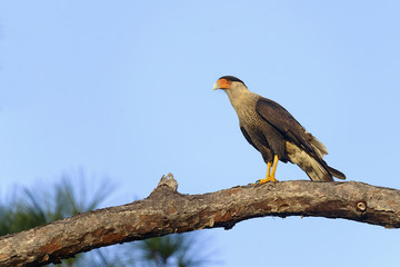 caracara cheriway, northern crested caracara