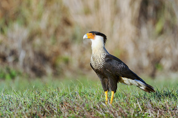 caracara cheriway, northern crested caracara