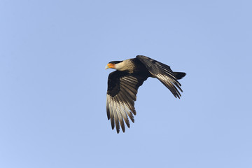 caracara cheriway, northern crested caracara