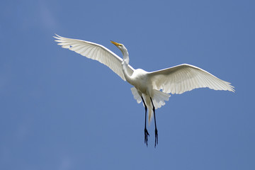 ardea alba, great egret