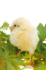 baby chicken on green leaves