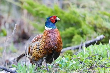 common pheasant, phasianus colchicus