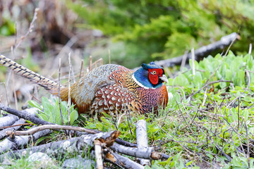 common pheasant, phasianus colchicus