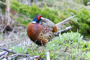 common pheasant, phasianus colchicus