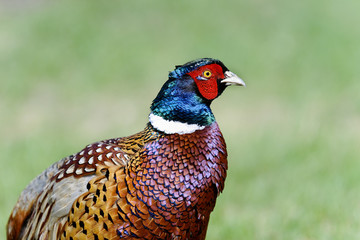 common pheasant, phasianus colchicus