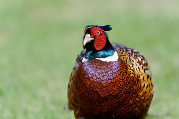 common pheasant, phasianus colchicus