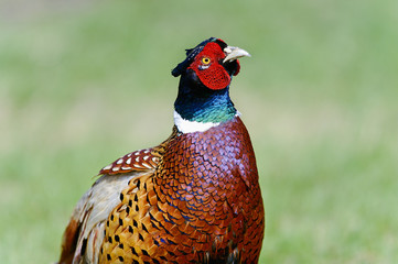 common pheasant, phasianus colchicus