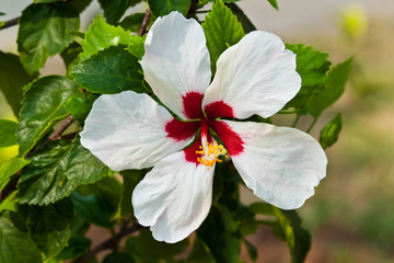White hibiscus flower