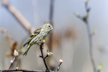 eurasian siskin, carduelis spinus