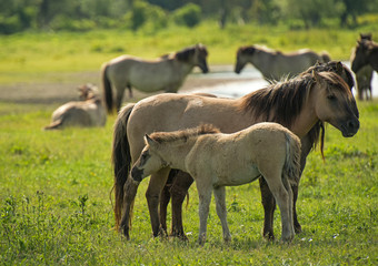Naklejka na ściany i meble Herd of Konik horses in sunlight