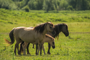 Herd of Konik horses in sunlight © Naj