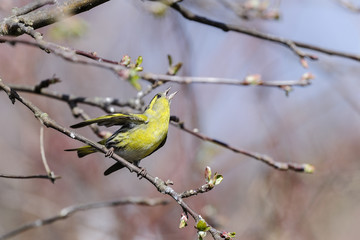 eurasian siskin, carduelis spinus