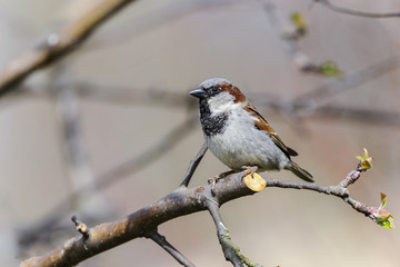 tree sparrow, passer montanus