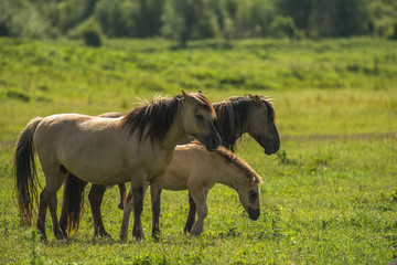 Herd of Konik horses in sunlight © Naj