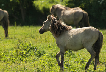 Obraz na płótnie Canvas Herd of Konik horses in sunlight
