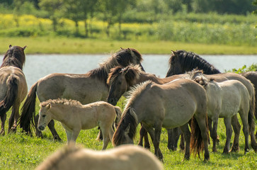 Herd of Konik horses in sunlight