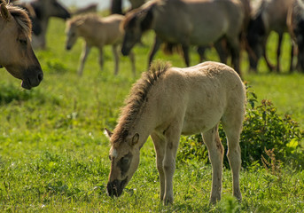 Herd of Konik horses in sunlight