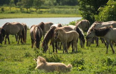 Naklejka na ściany i meble Herd of Konik horses in sunlight