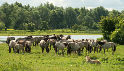 Fototapeta na wymiar Herd of Konik horses in sunlight