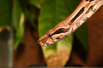 Boa constrictor