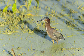 green heron,  butorides virescens