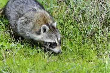 procyon lotor, raccoon