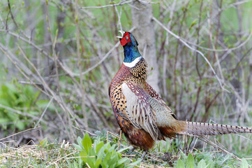 common pheasant, phasianus colchicus