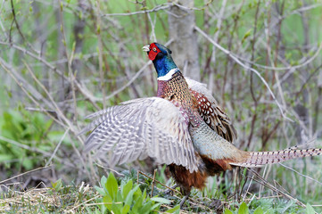 common pheasant, phasianus colchicus
