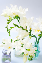 Fototapeta premium Kwiaty frezji