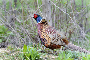 common pheasant, phasianus colchicus
