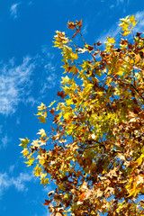 Obraz premium Sycamore