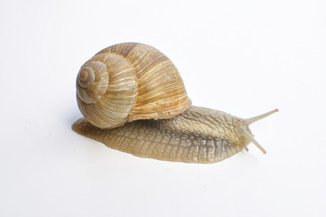 Escargot