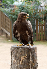 Golden eagle staring at left side.