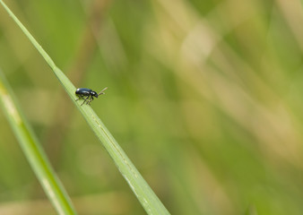 insect