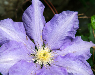 light blue clematis © annacurnow
