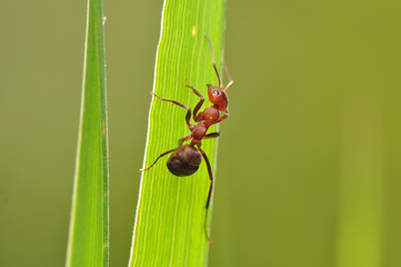 ant